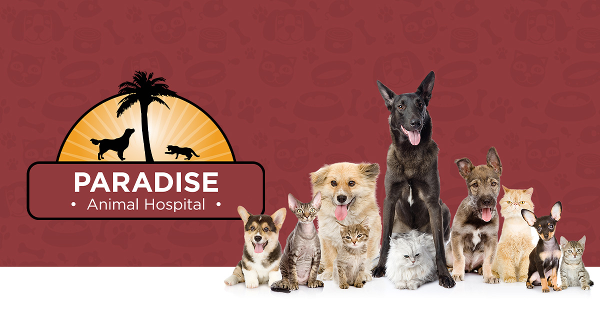 Paradise Pet Therapy  Boarding Facility
